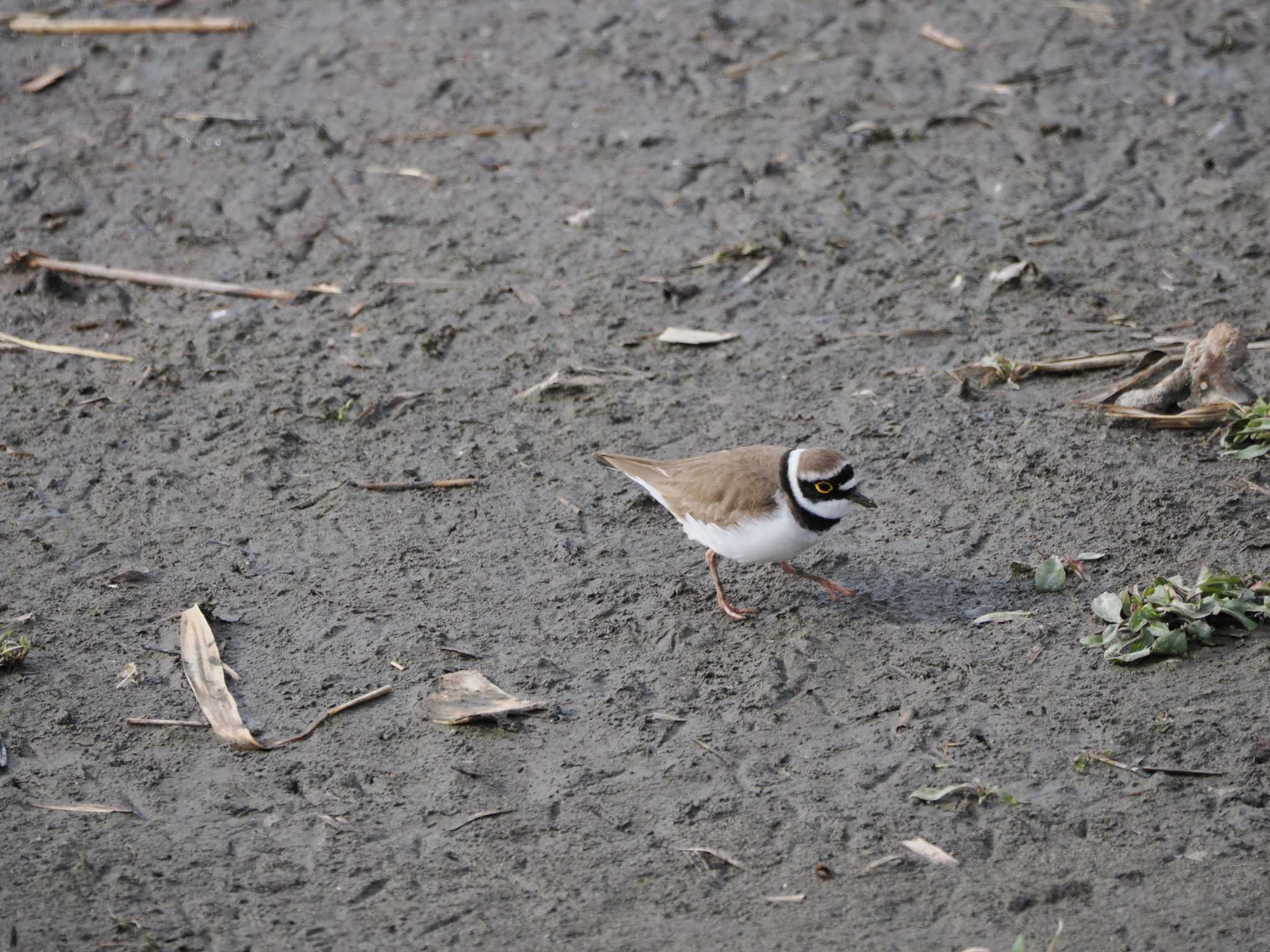 Little Ringed Plover