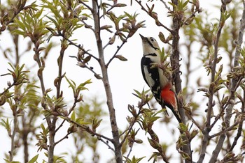 Great Spotted Woodpecker 愛知県 Fri, 4/5/2024