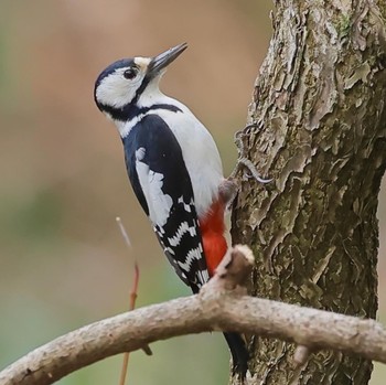 Great Spotted Woodpecker 福井県大野市 Unknown Date