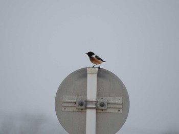 Amur Stonechat 自宅近く Sun, 4/7/2024