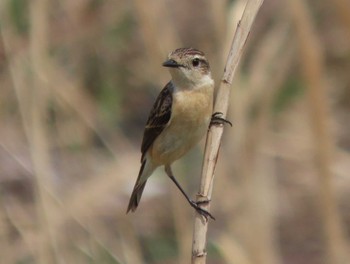 Amur Stonechat Unknown Spots Sat, 4/6/2024