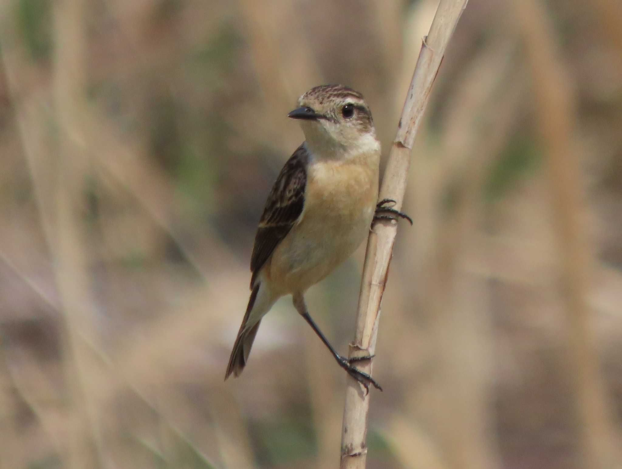 Photo of Amur Stonechat at  by あなちゃん