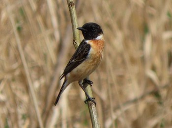 Amur Stonechat Unknown Spots Sat, 4/6/2024