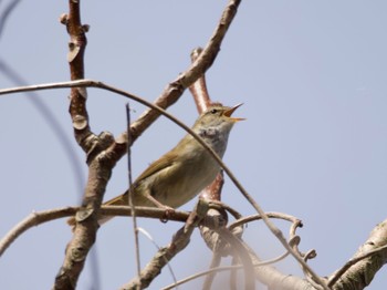 Japanese Bush Warbler つくし湖(茨城県桜川市) Thu, 4/11/2024