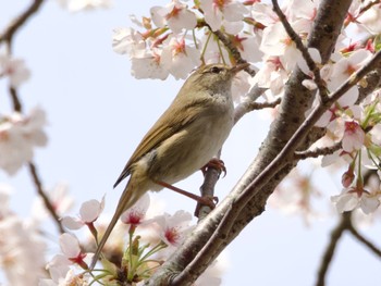 Japanese Bush Warbler つくし湖(茨城県桜川市) Thu, 4/11/2024