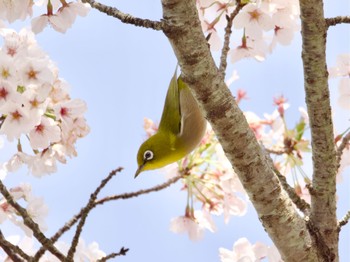 メジロ つくし湖(茨城県桜川市) 2024年4月11日(木)