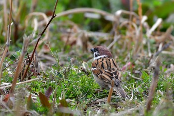 Eurasian Tree Sparrow 境川遊水池 Sun, 2/18/2024