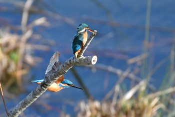 Common Kingfisher 境川遊水池 Sun, 2/18/2024