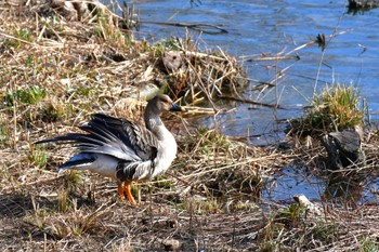 Taiga Bean Goose 境川遊水池 Sun, 2/18/2024