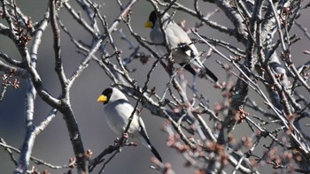 2024年4月11日(木) 長野県南佐久の野鳥観察記録