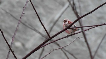 Siberian Long-tailed Rosefinch 長野県南佐久 Thu, 4/11/2024