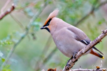 Bohemian Waxwing Kitamoto Nature Observation Park Sat, 3/23/2024