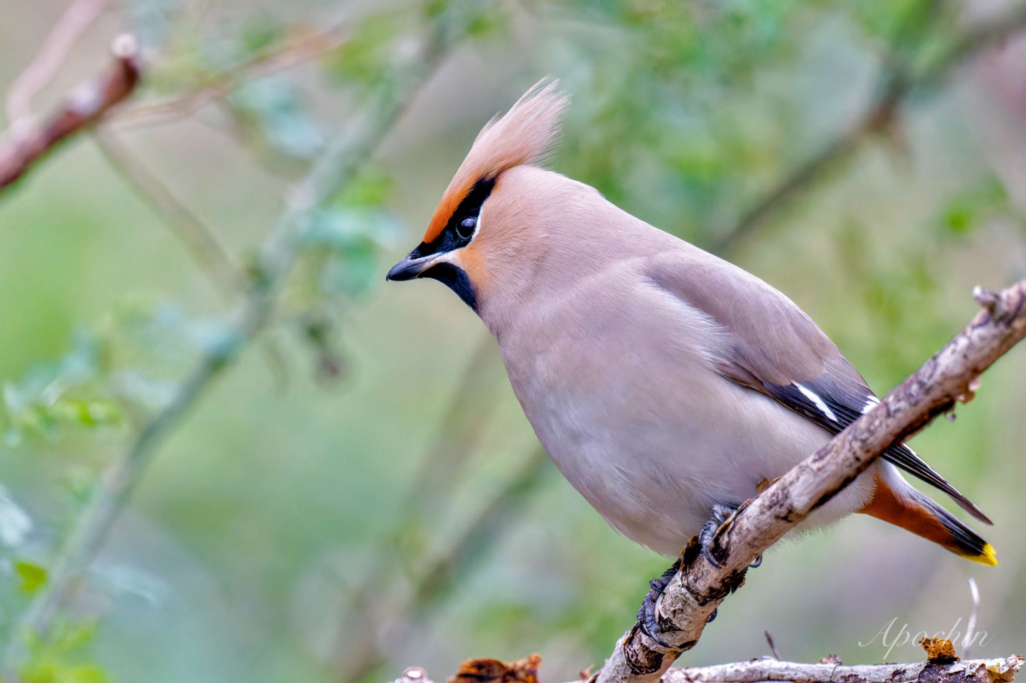 Bohemian Waxwing