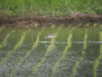 Common Greenshank Iriomote Island(Iriomotejima) Wed, 4/10/2024