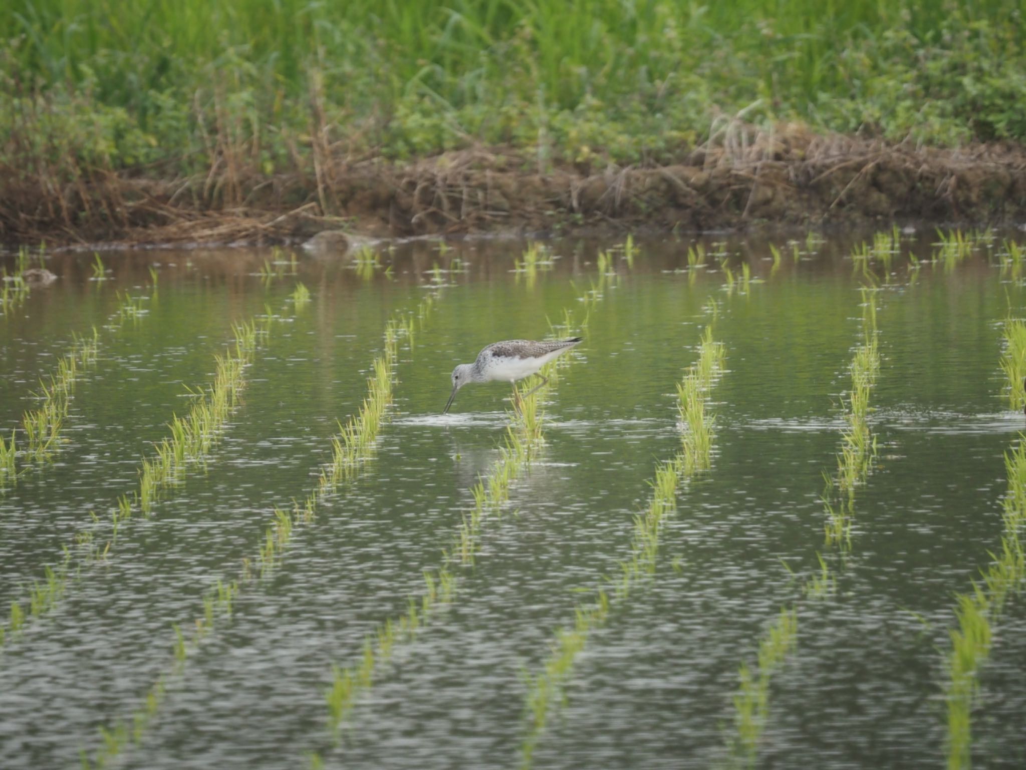 Photo of Common Greenshank at Iriomote Island(Iriomotejima) by あん