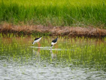 Black-winged Stilt Iriomote Island(Iriomotejima) Wed, 4/10/2024