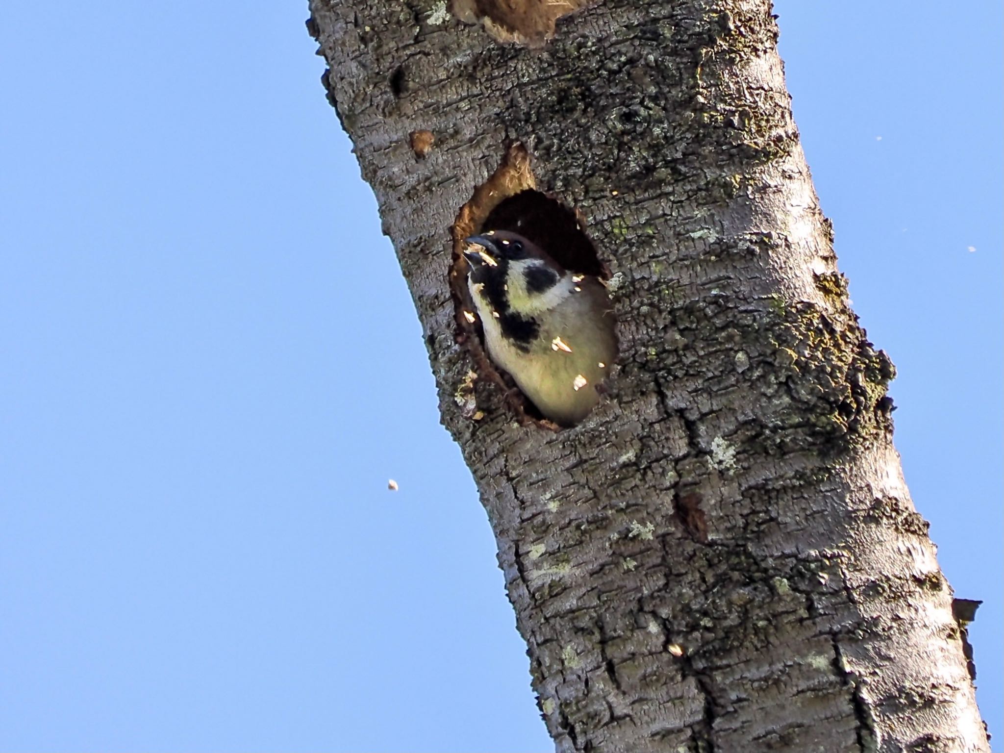 Eurasian Tree Sparrow