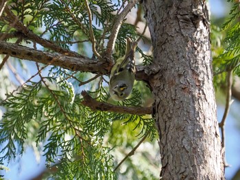 Goldcrest Kitamoto Nature Observation Park Sat, 3/30/2024