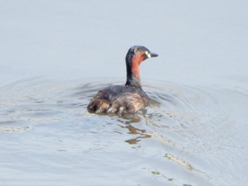 Little Grebe 金井遊水地(金井遊水池) Sun, 4/7/2024