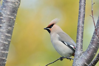 Bohemian Waxwing 川崎市 Sun, 3/17/2024