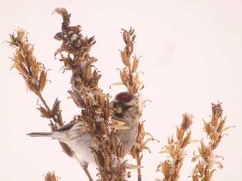 Common Redpoll Makomanai Park Fri, 1/26/2024