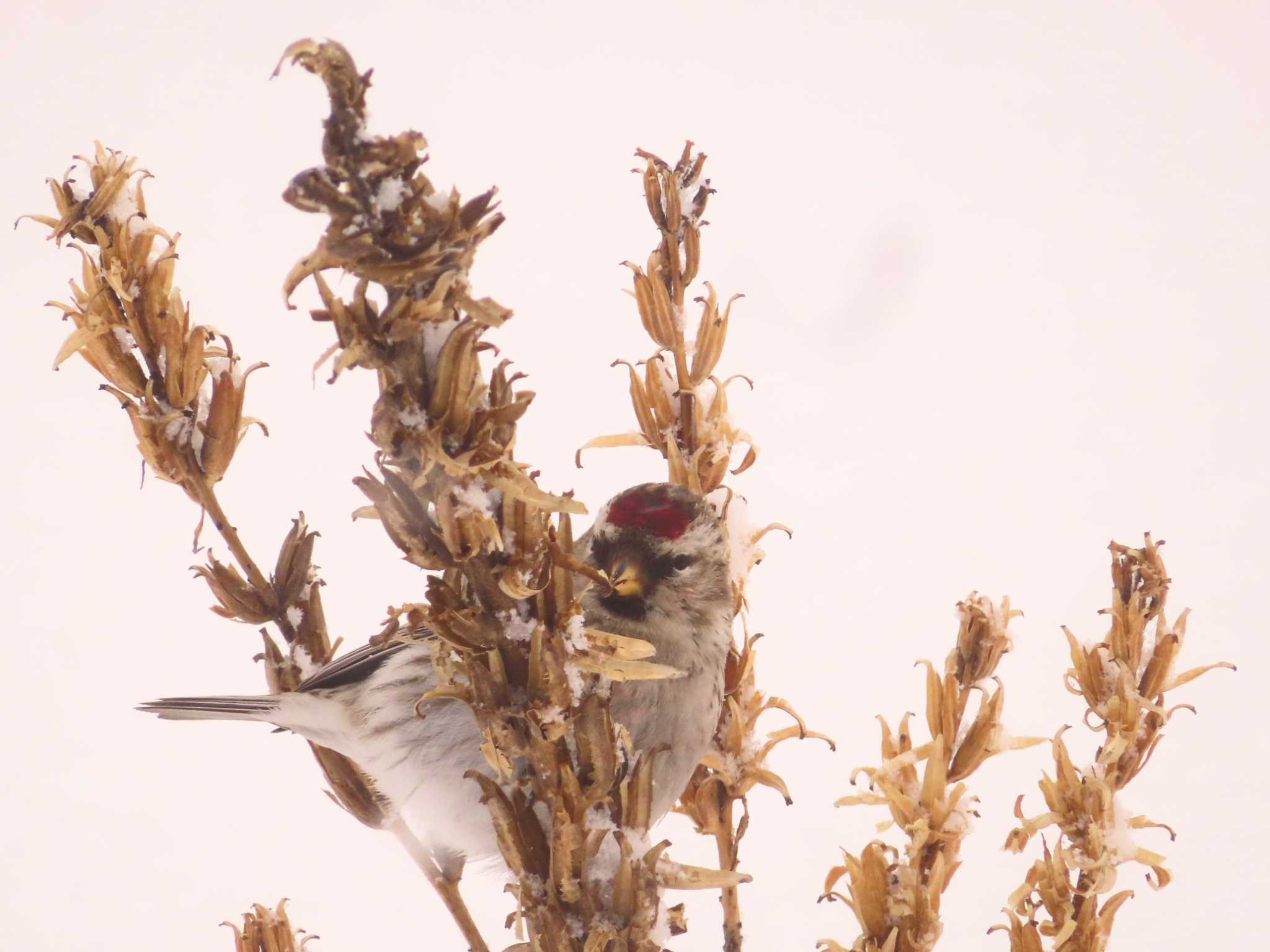 Photo of Common Redpoll at Makomanai Park by ゆ