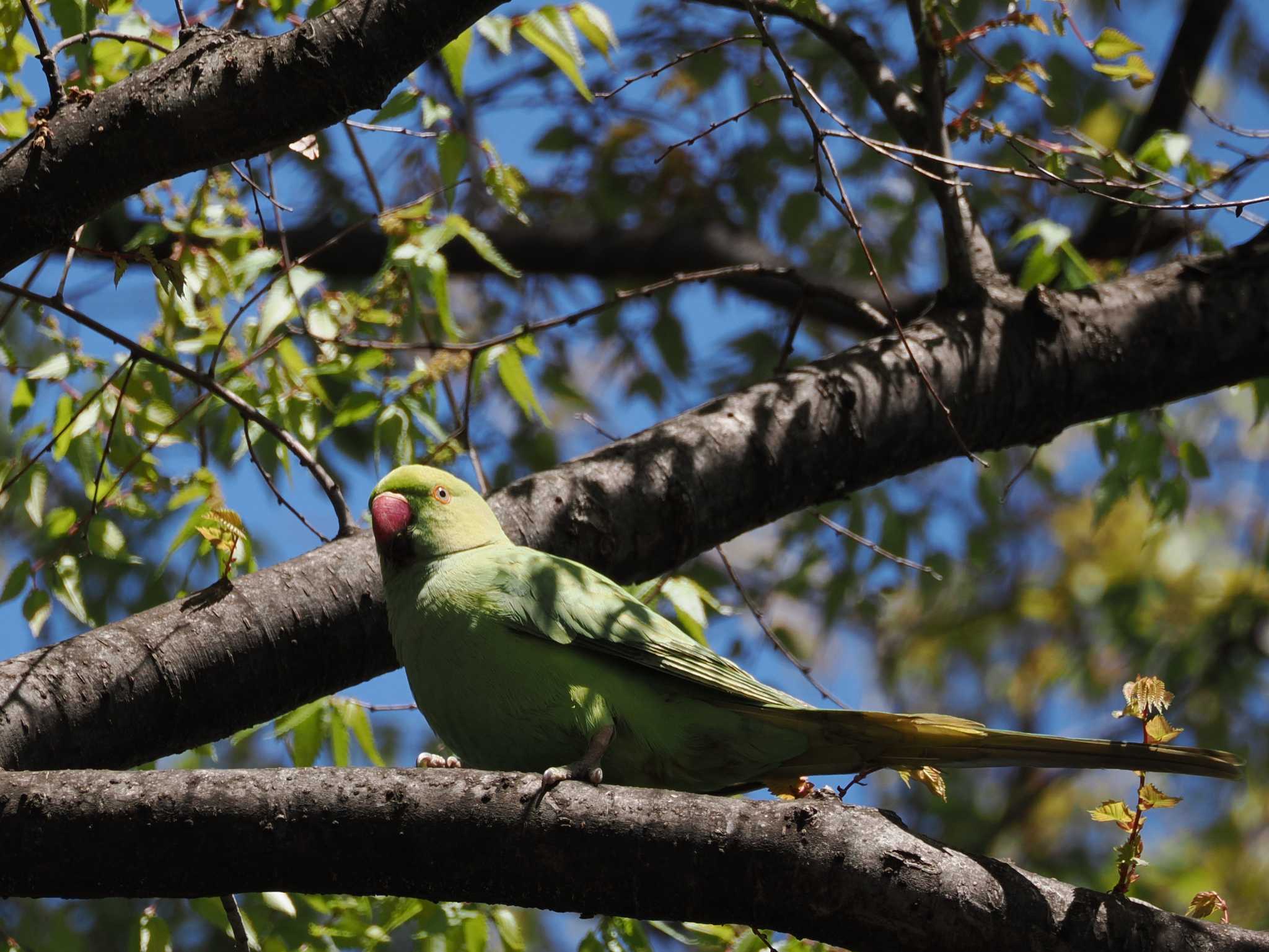 Indian Rose-necked Parakeet