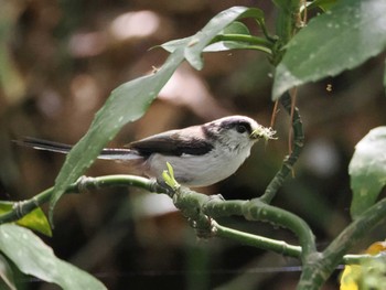 2024年4月10日(水) 井の頭恩賜公園の野鳥観察記録