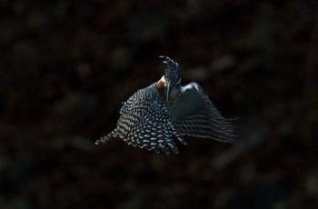 Crested Kingfisher Unknown Spots Unknown Date