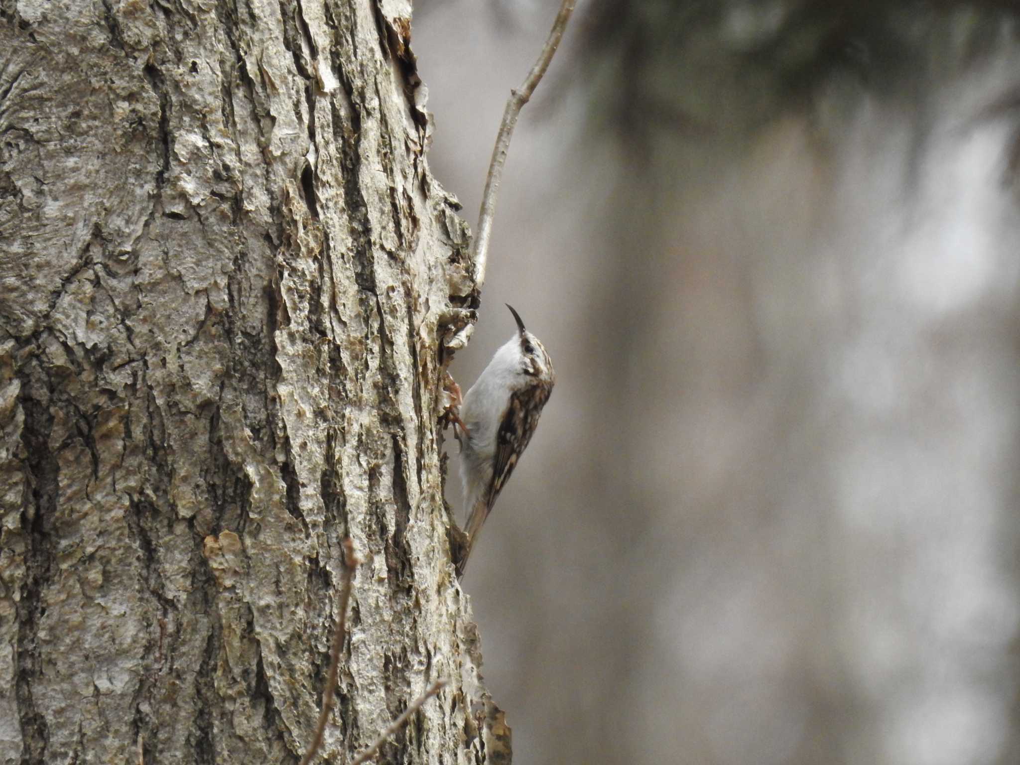 Eurasian Treecreeper(daurica)