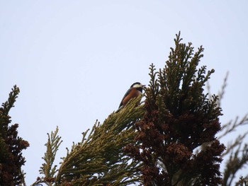 Varied Tit 道南四季の杜公園 Thu, 4/11/2024