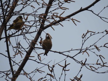 Grey-capped Greenfinch 道南四季の杜公園 Thu, 4/11/2024