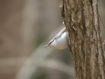 Eurasian Nuthatch(asiatica) 道南四季の杜公園 Thu, 4/11/2024