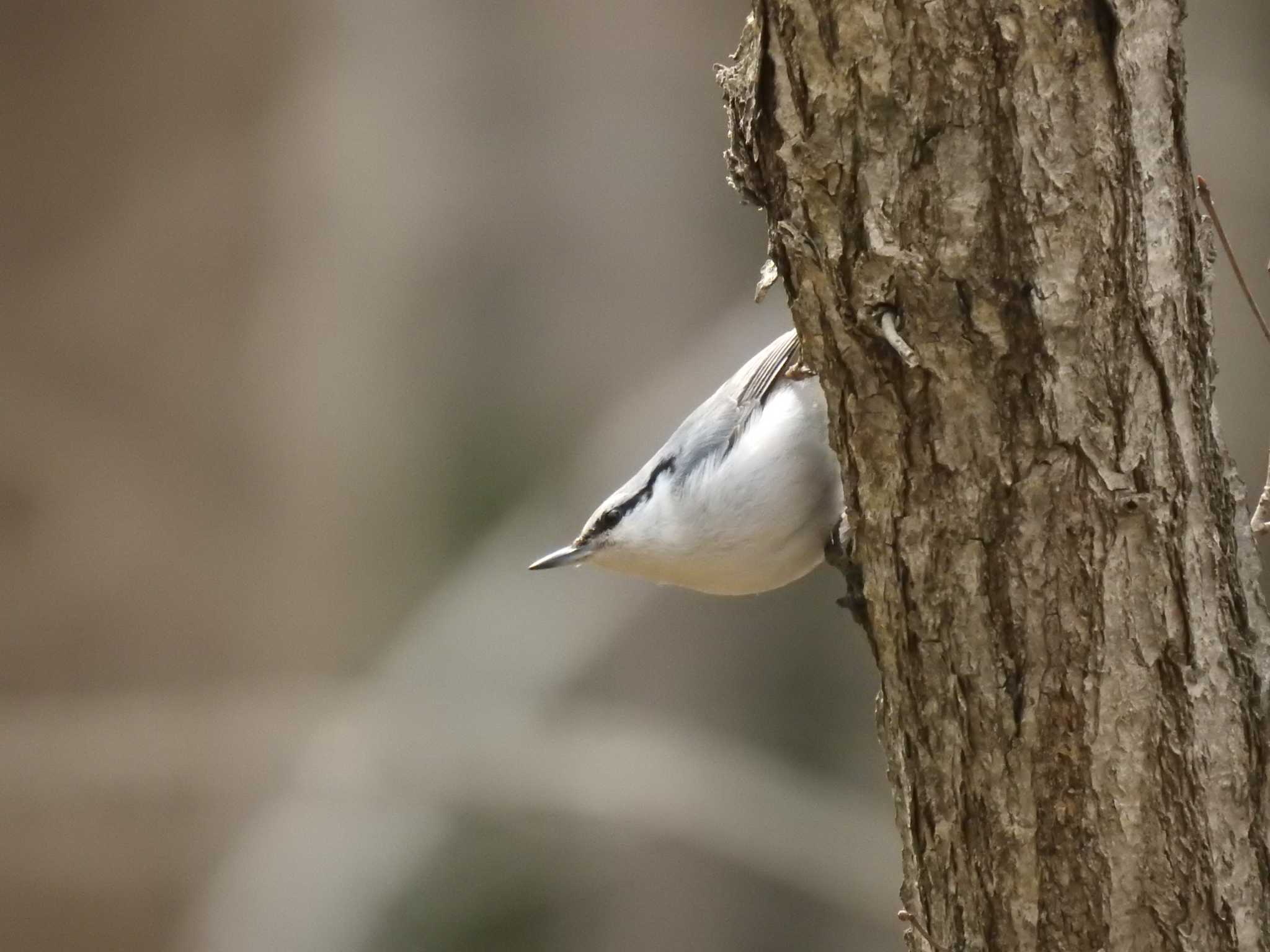 Eurasian Nuthatch(asiatica)