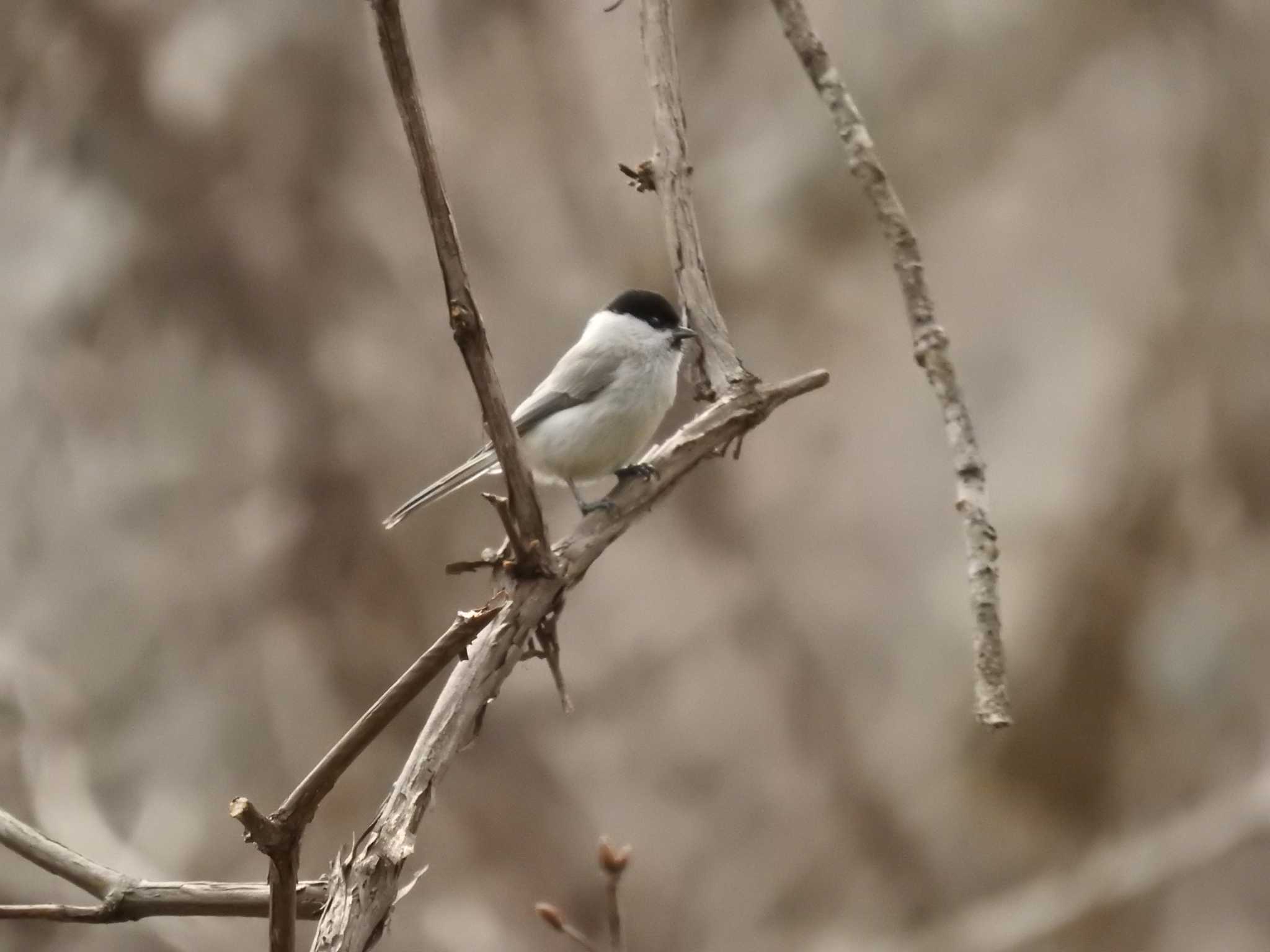 Photo of Marsh Tit at 道南四季の杜公園 by ライ