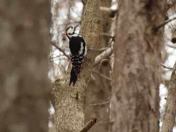 Great Spotted Woodpecker(japonicus) 道南四季の杜公園 Thu, 4/11/2024