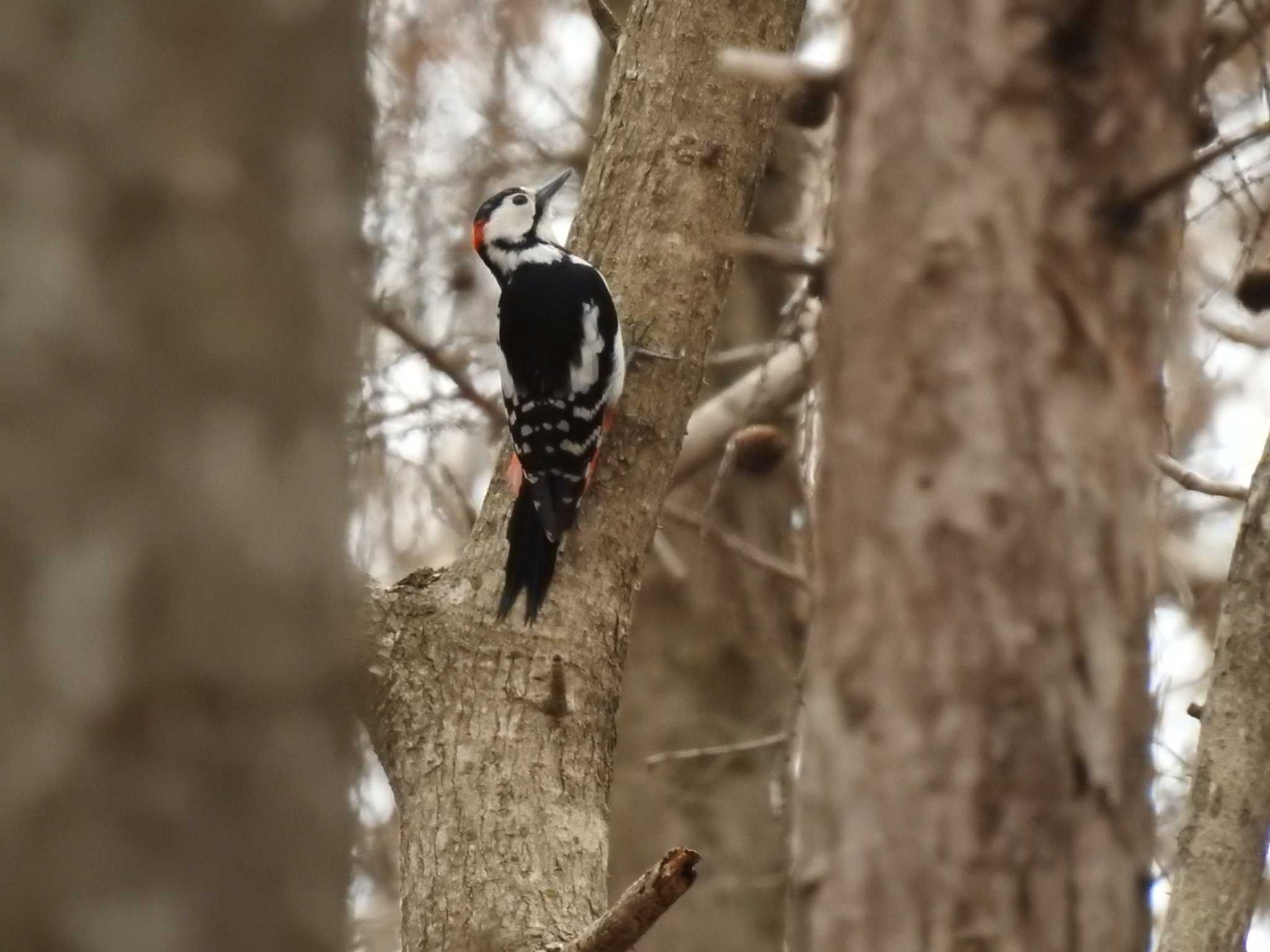 Great Spotted Woodpecker(japonicus)