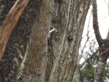 Japanese Pygmy Woodpecker(seebohmi) 道南四季の杜公園 Thu, 4/11/2024