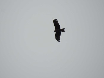 Black Kite 道南四季の杜公園 Thu, 4/11/2024