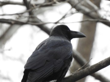 Large-billed Crow 道南四季の杜公園 Thu, 4/11/2024