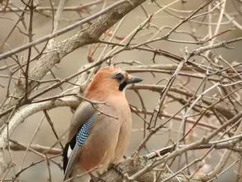 Eurasian Jay(brandtii) 道南四季の杜公園 Thu, 4/11/2024