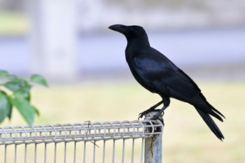 Large-billed crow(connectens) Unknown Spots Sat, 4/6/2024