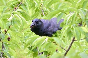 Large-billed crow(connectens) Unknown Spots Sat, 4/6/2024