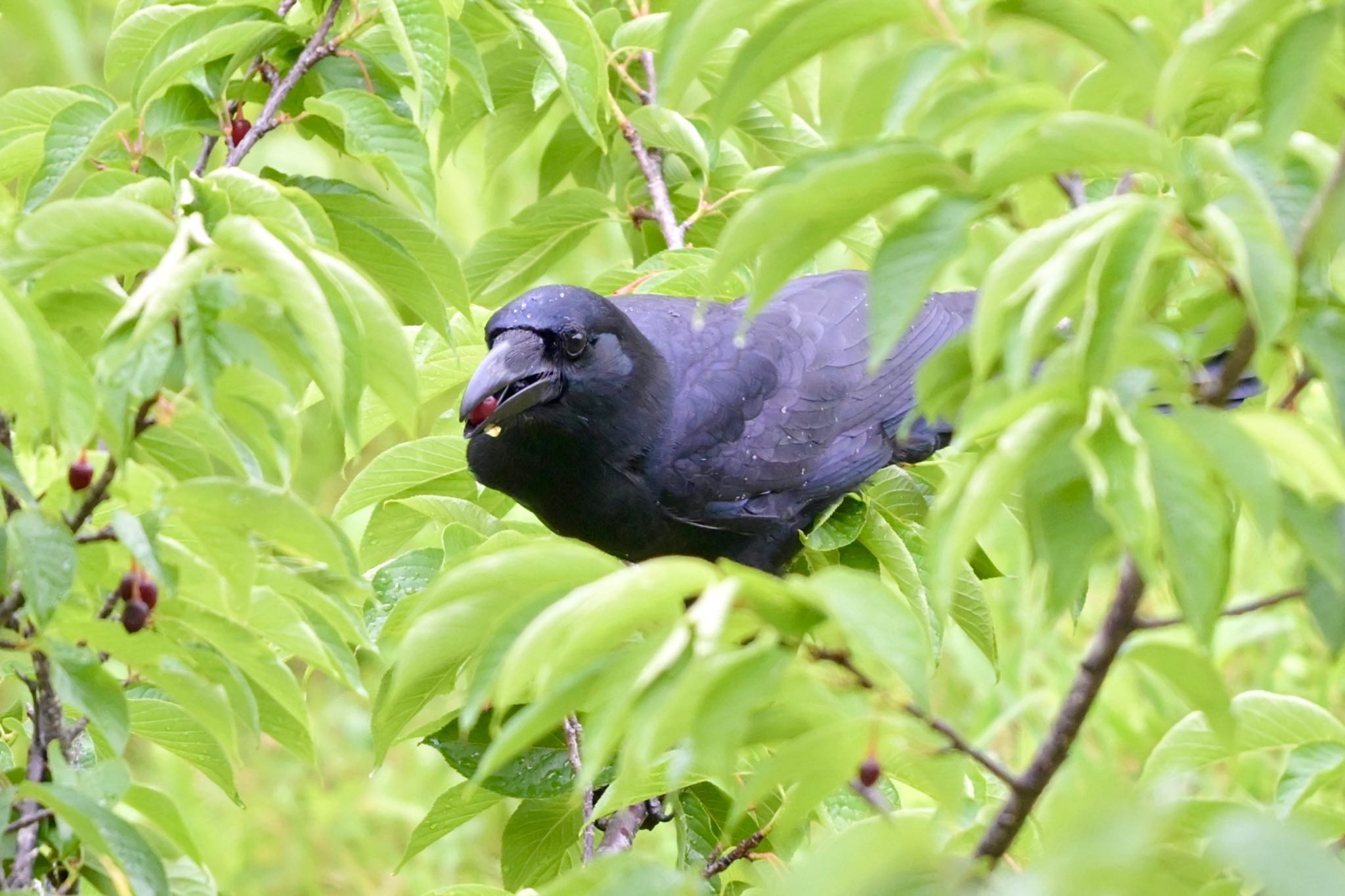  リュウキュウハシブトガラスの写真 by 美妃8