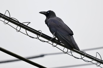 Large-billed crow(connectens) Unknown Spots Sat, 4/6/2024