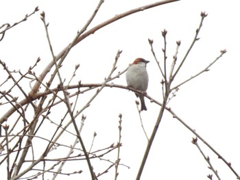 Russet Sparrow 道南四季の杜公園 Thu, 4/11/2024