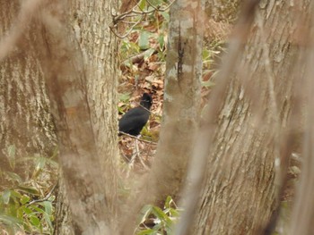 クマゲラ 道南四季の杜公園 2024年4月11日(木)