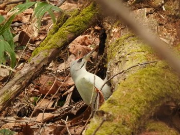 Grey-headed Woodpecker 道南四季の杜公園 Thu, 4/11/2024