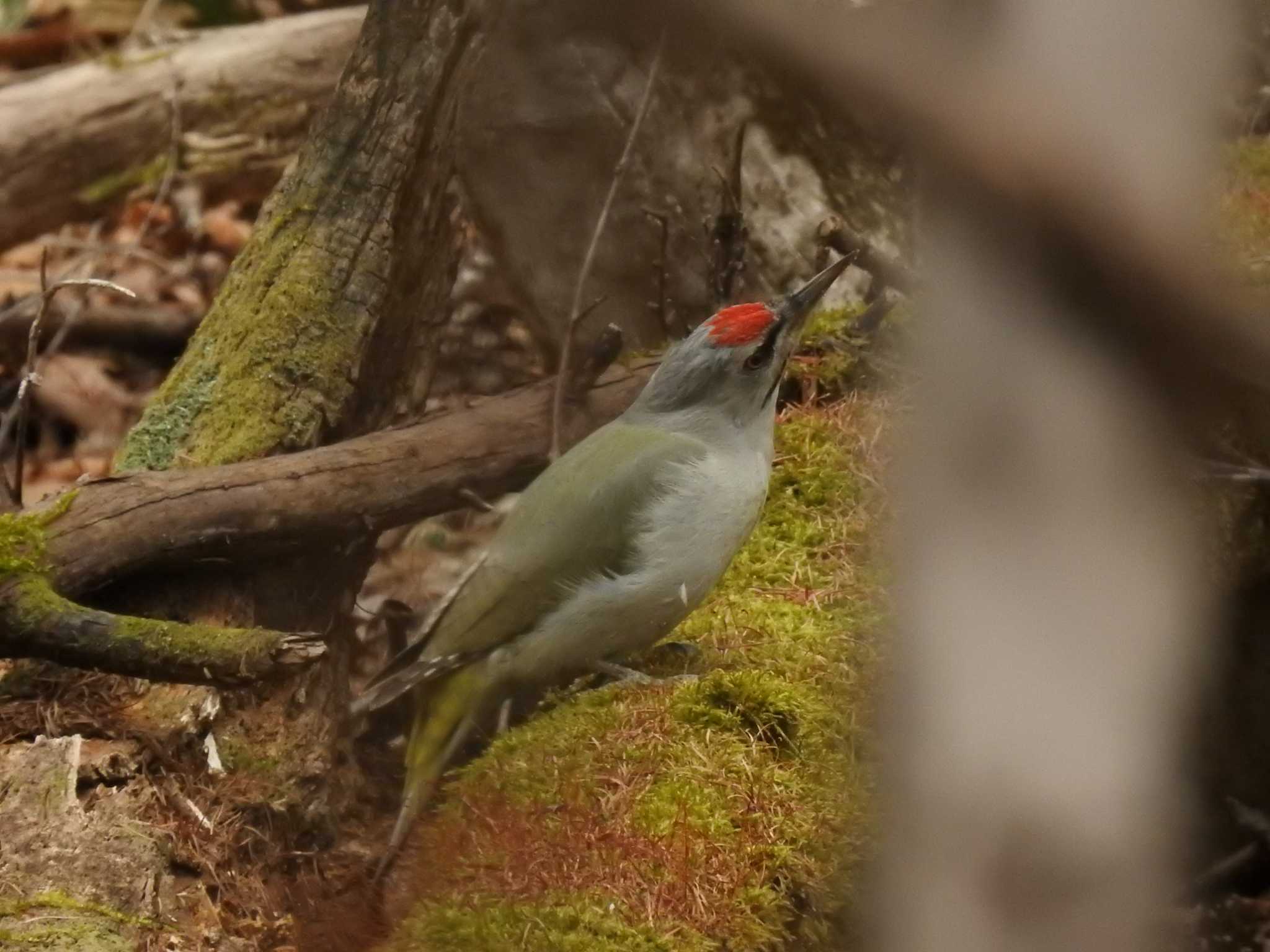 Photo of Grey-headed Woodpecker at 道南四季の杜公園 by ライ