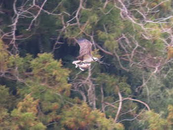 Osprey Izunuma Sat, 4/6/2024